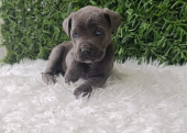 Blue cane corso bebekler